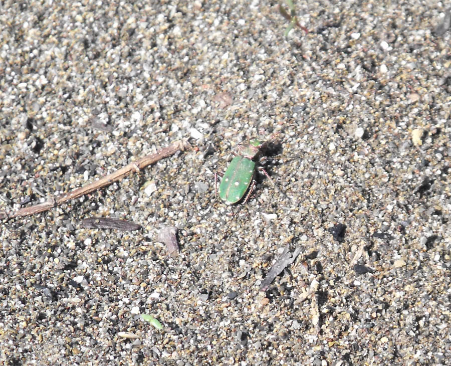 Cicindela maremmana da id: Cicindela campestris